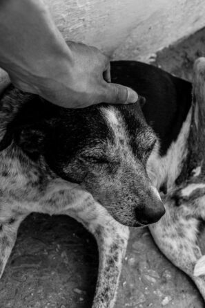 Los refugios de animales se inundan por las intensas lluvias