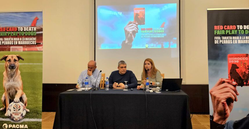 PACMA se planta en Marruecos para iniciar una campaña contra la masacre de perros callejeros