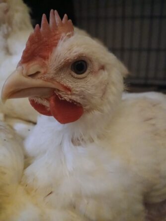 10 pollos se salvan en el último momento a las puertas de un matadero de Algemesí