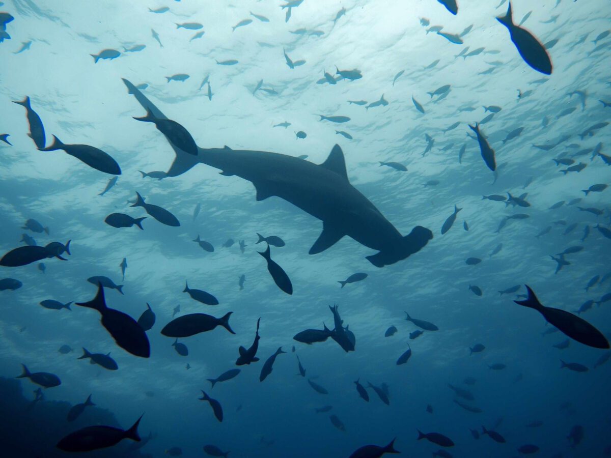 Avances para la conservación de los tiburones en la conferencia internacional sobre el atún del Atlántico