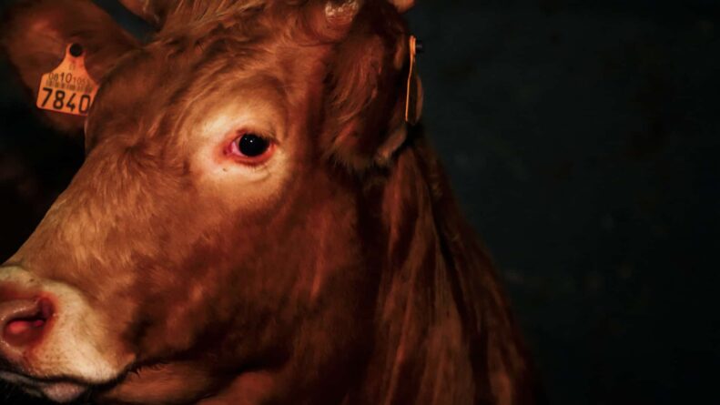 Día mundial del veganismo