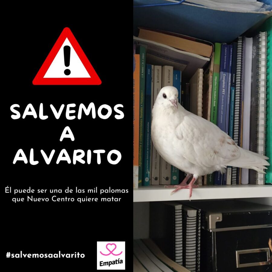 El Ayuntamiento de Valencia ahora contra las palomas del centro comercial Nuevo centro