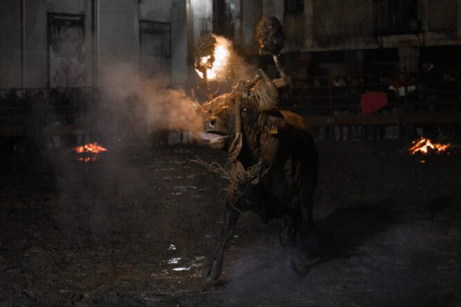 Exponemos el calvario del Toro Jubilo de Medinaceli en plena crisis sanitaria, protestas y procesos judiciales abiertos