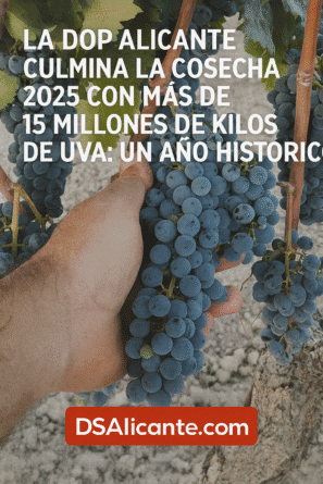 La DOP Alicante culmina la cosecha 2025 con más de 15 millones de kilos de uva: un año histórico