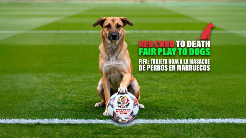PACMA solicita reuniones con la FIFA y la RFEF para abordar las matanzas de perros en Marruecos de cara al Mundial 2030