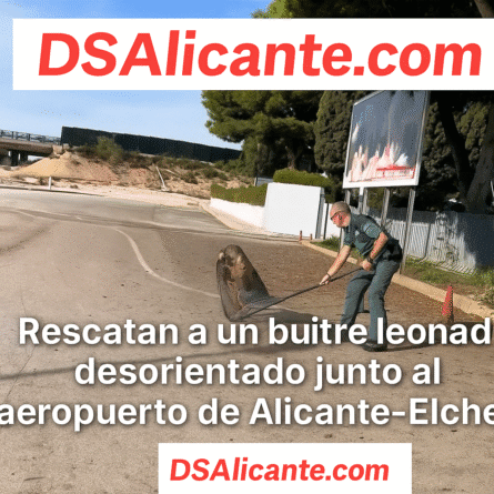 Rescatan a un buitre leonado desorientado junto al aeropuerto de Alicante-Elche