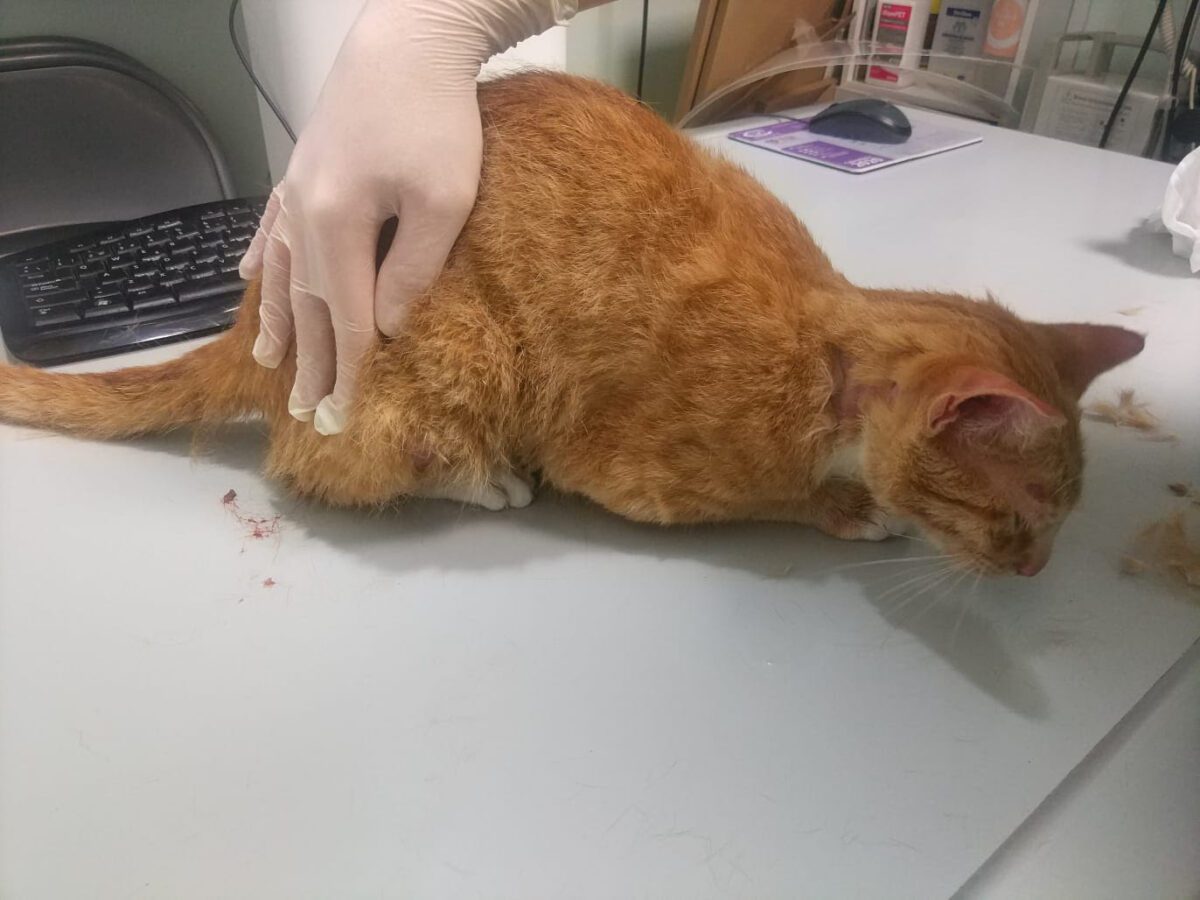Sale de prisión un maltratador de animales 10 meses después de ingresar por una denuncia de PACMA