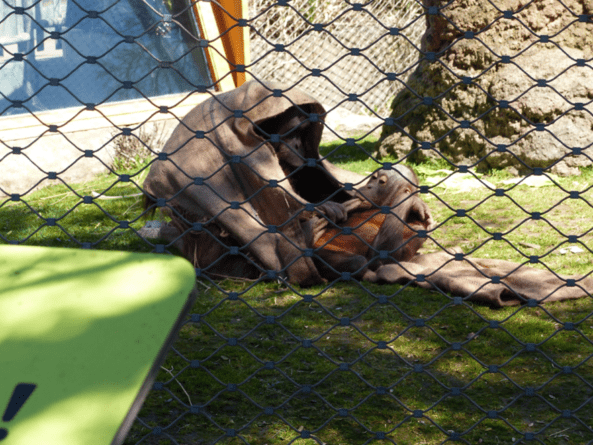 INTERCIDS alerta sobre la presión del lobby zoológico 