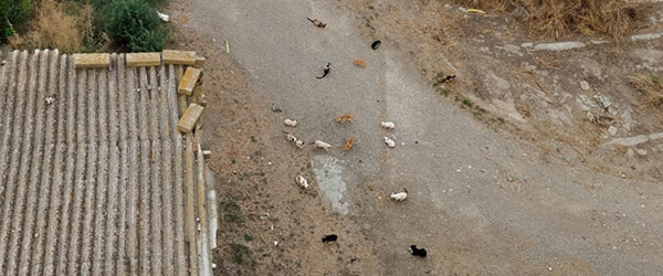 A raíz de una denuncia de FAADA, un juzgado garantiza el acceso a la colonia felina de Balaguer