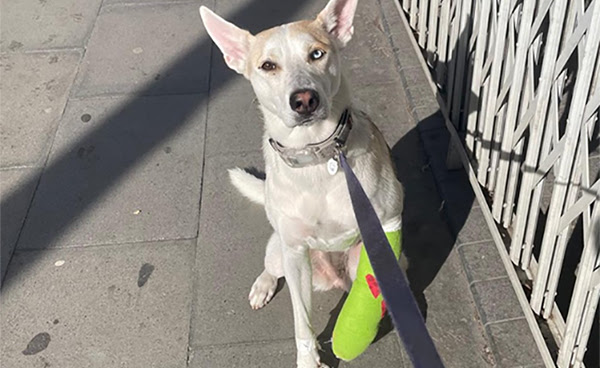 Una mujer de Ucrania se queda sin techo en Barcelona y vuelve a zona de guerra por no querer separarse de su perra