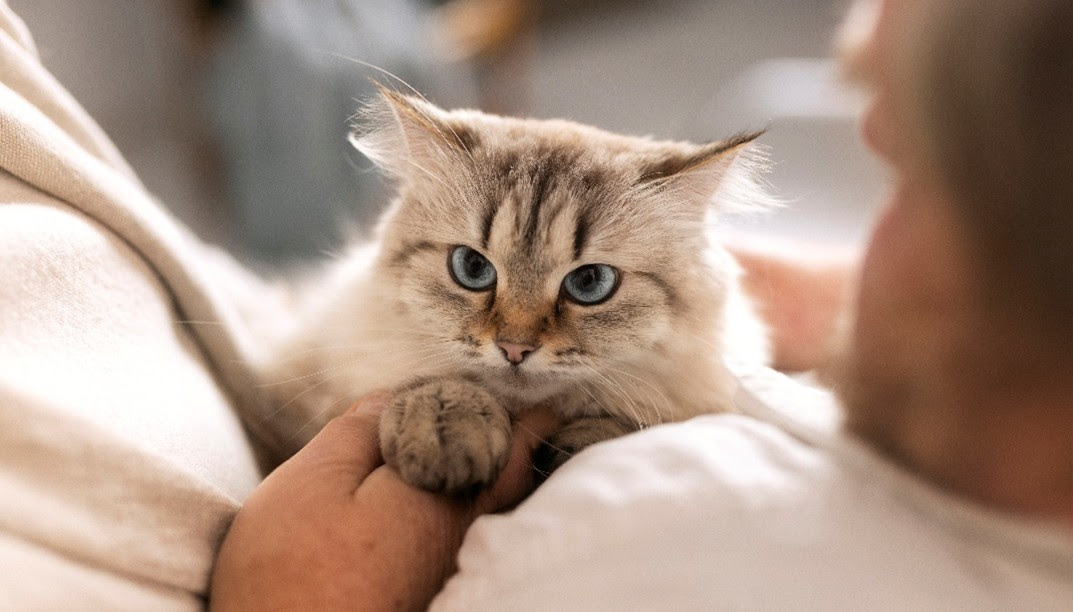 9 de cada 10 valencianos afirman que el ronroneo de su gato les relaja y les ayuda a reducir el estrés