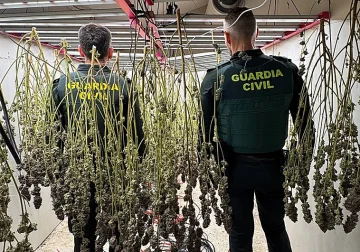 Guardia Civil desmantela plantación de marihuana en Dolores Alicante