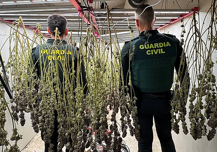 La Guardia Civil desmantela un clan familiar que traficaba con cocaína y marihuana en Dolores, Alicante