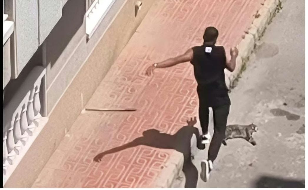 El Partido Animalista condena la brutal muerte de un gato como presunto acto de violencia vicaria en Torrevieja