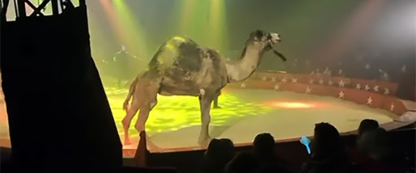 La coalición InfoCIRCOS denuncia mal trato a un dromedario en el “Circ de Nadal”