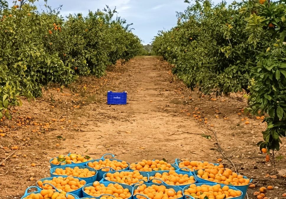 Las cloacas de un sistema que explotan las manos de obras a precios de rebajas.