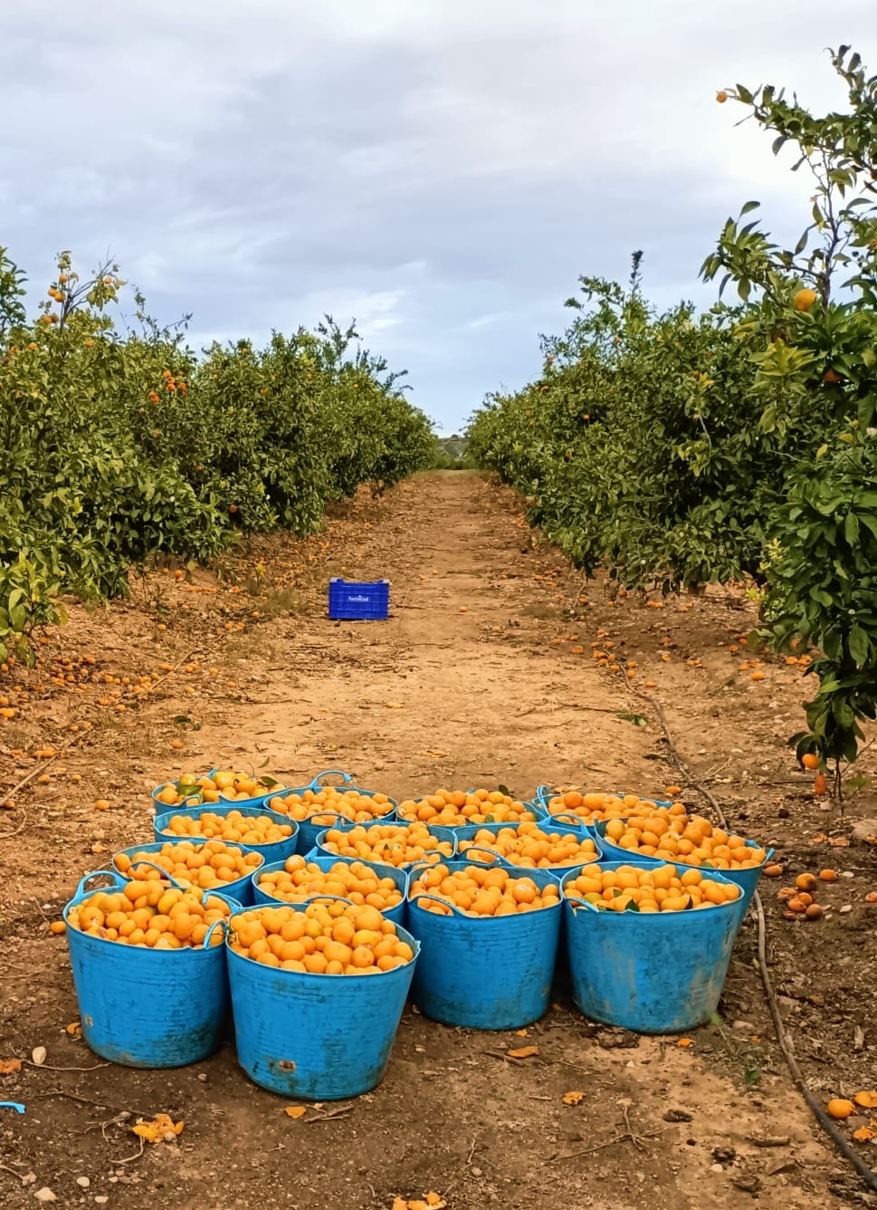 Las cloacas de un sistema que explotan las manos de obras a precios de rebajas.