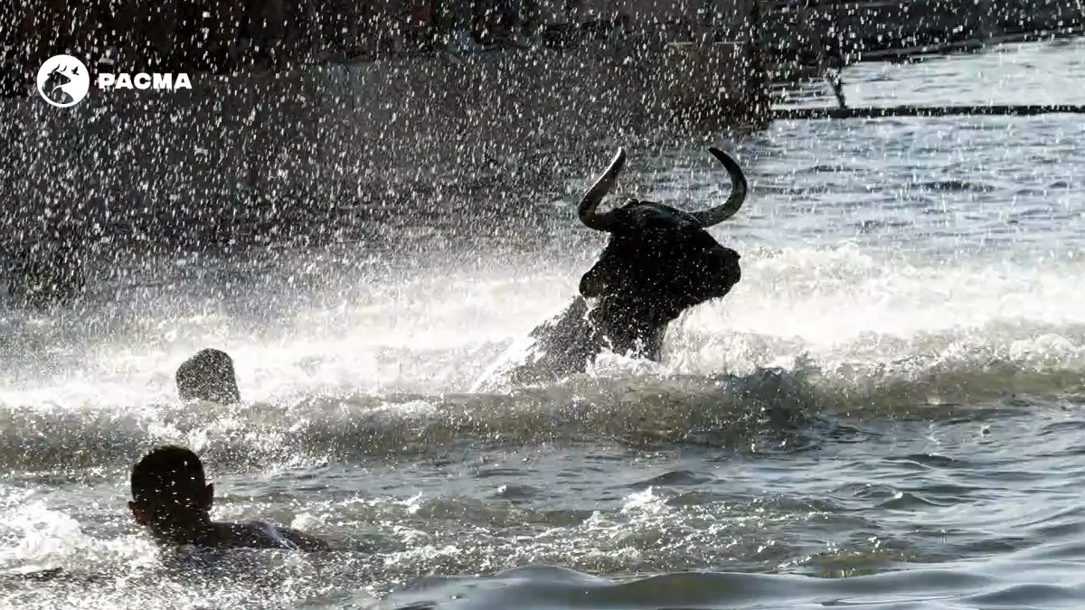 PACMA denuncia el despilfarro de los “Bous a la Mar” de Dénia: más de 110.000 euros públicos al año