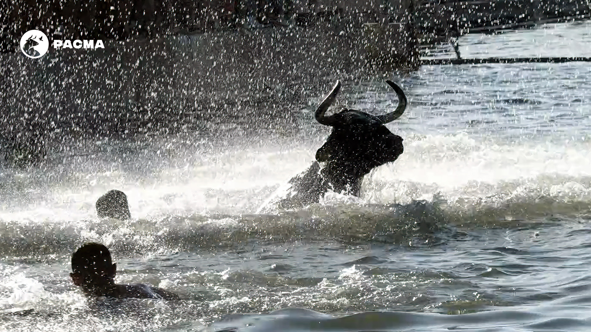 PACMA denuncia el despilfarro de los “Bous a la Mar” de Dénia: más de 110.000 euros públicos al año