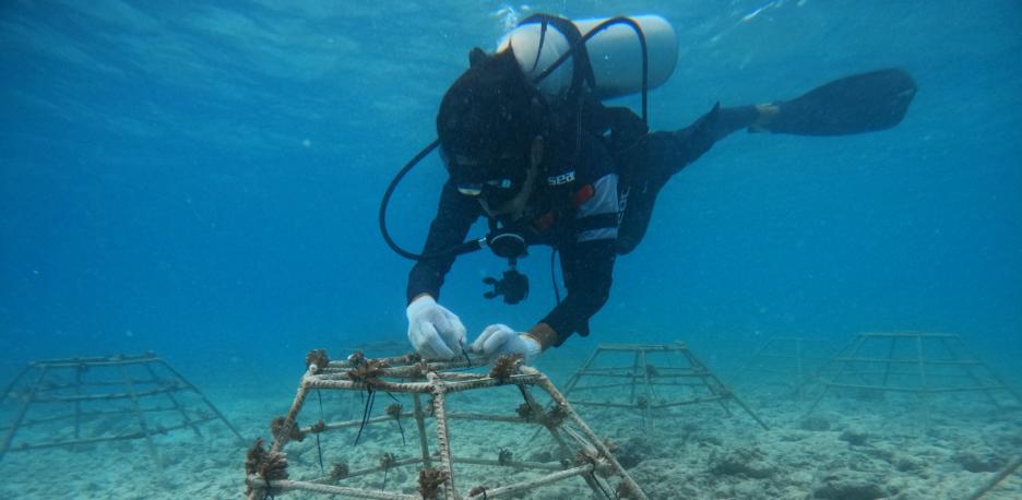 Médico de Alicante herido grave tras un ataque de tiburón en Maldivas durante su luna de miel