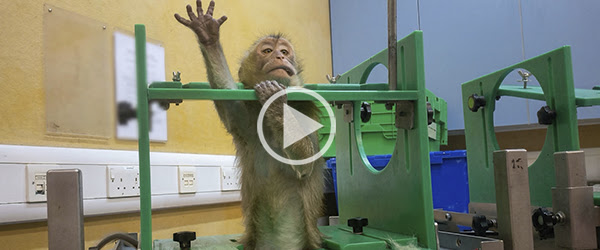 Exclusiva: imágenes inéditas exponen el sufrimiento animal en pruebas de toxicidad aún exigidas por la UE