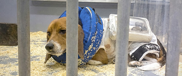 imágenes inéditas exponen el sufrimiento animal 