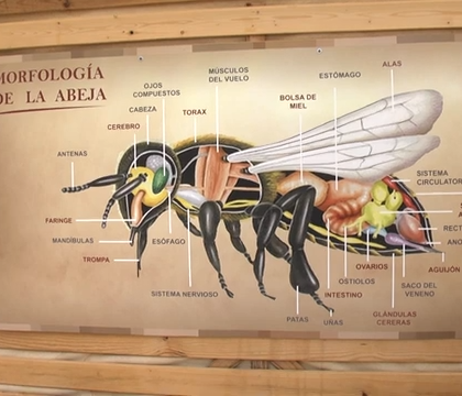 Día Mundial de las Abejas en El Bacarot