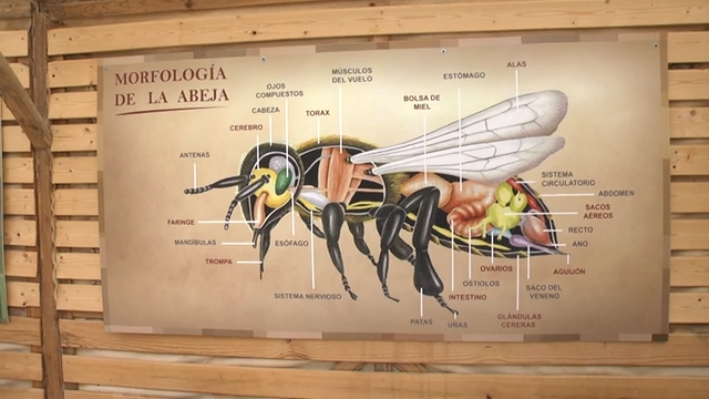 Día Mundial de las Abejas en El Bacarot