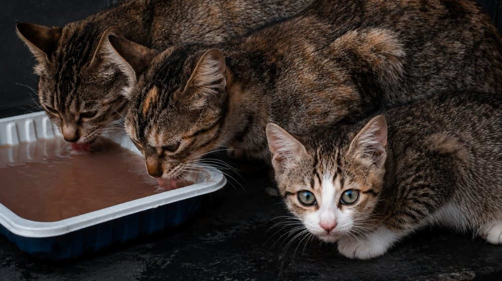 Alimentadoras de gatos logran paralizar cautelarmente una licitación pública de protección animal en Chiva