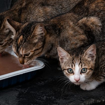 Alimentadoras de gatos logran paralizar cautelarmente una licitación pública de protección animal en Chiva