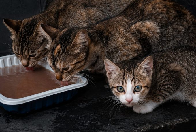 Alimentadoras de gatos logran paralizar cautelarmente una licitación pública de protección animal en Chiva