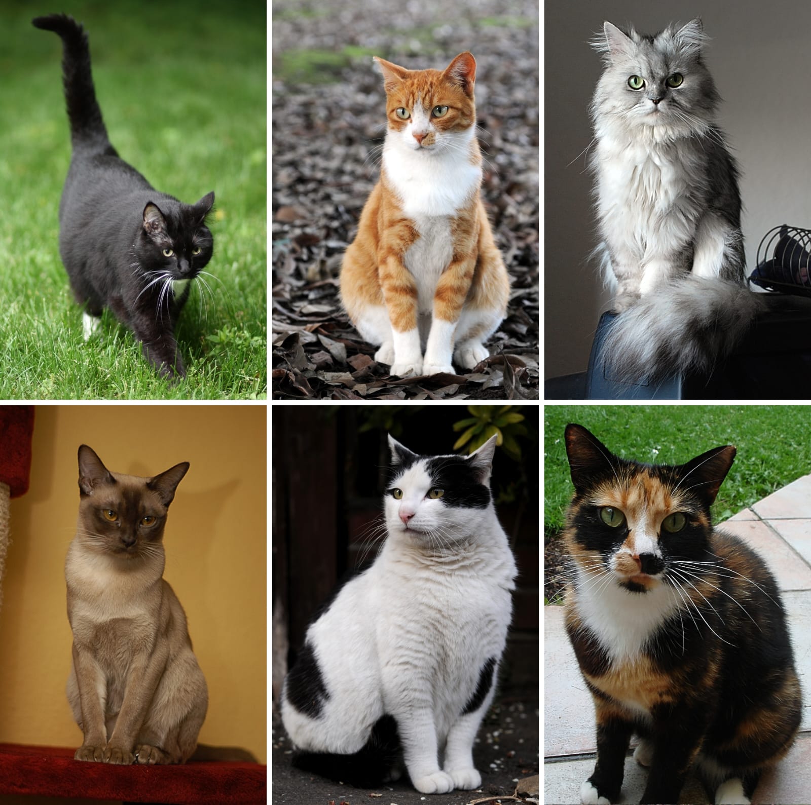 Alimentadoras de gatos logran paralizar cautelarmente una licitación pública