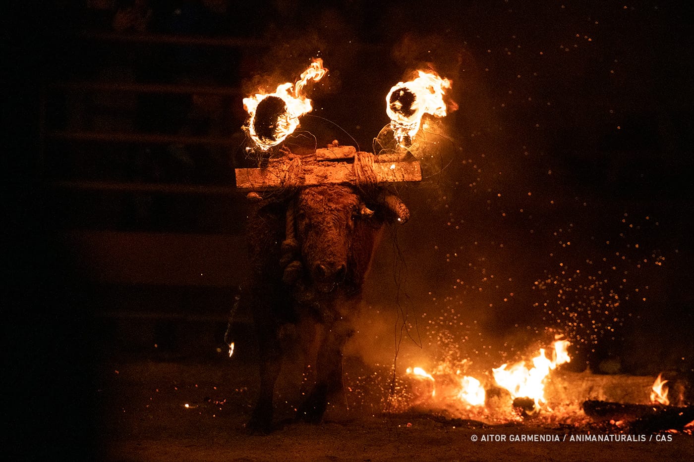 Defensa Animal pedimos a los taurinos que dejen en paz a la alcaldesa de Jávea