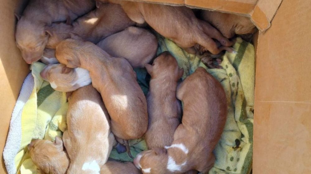 Exitosa recogida de alimentos en L'Eliana para los animales rescatados