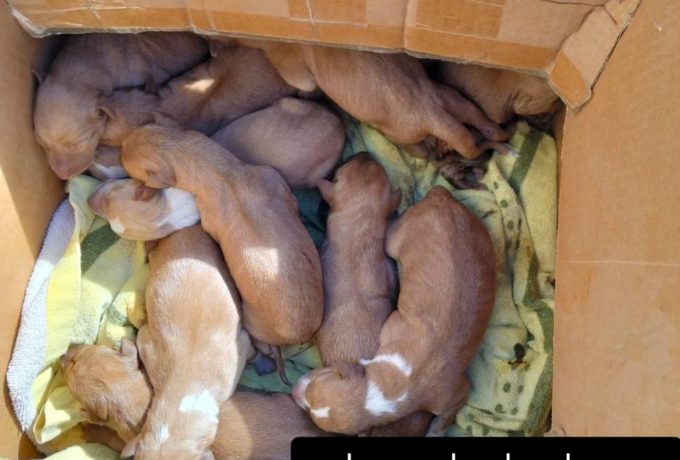 Exitosa recogida de alimentos en L'Eliana para los animales rescatados