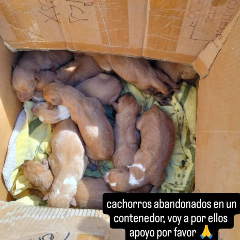 Exitosa recogida de alimentos en L'Eliana para los animales rescatados