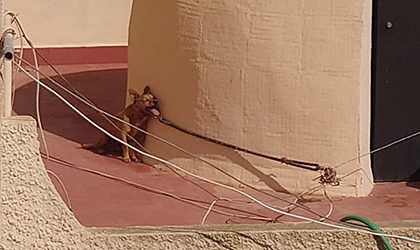 FAADA y PACMA consiguen condena por la muerte agónica de un perro atado al sol en una azotea de Torrevieja