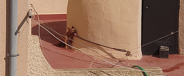 FAADA y PACMA consiguen condena por la muerte agónica de un perro atado al sol en una azotea de Torrevieja