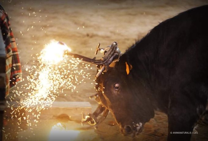 Presento una instancia en el Ayuntamiento de Moncada para poder tratar el tema de los animales