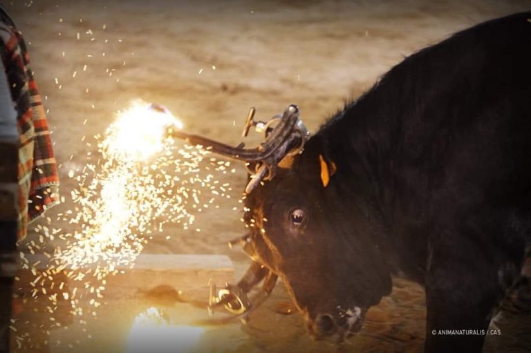 Presento una instancia en el Ayuntamiento de Moncada para poder tratar el tema de los animales
