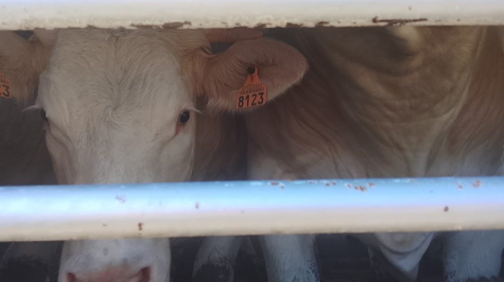 Activistas documentan la realidad de los animales a las puertas de un matadero de Buñol