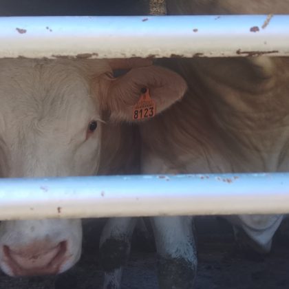 Activistas documentan la realidad de los animales a las puertas de un matadero de Buñol
