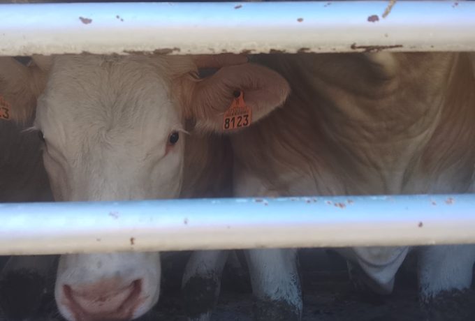 Activistas documentan la realidad de los animales a las puertas de un matadero de Buñol