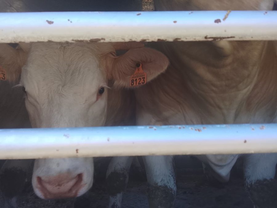 Activistas documentan la realidad de los animales a las puertas de un matadero de Buñol
