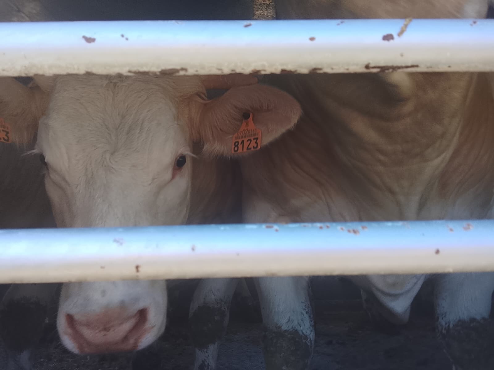 Activistas documentan la realidad de los animales a las puertas de un matadero de Buñol