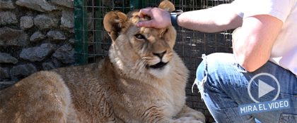 Alerta por las interacciones con animales salvajes: unos 40 centros en España permiten el contacto directo con visitantes pese a los riesgos de accidentes y zoonosis