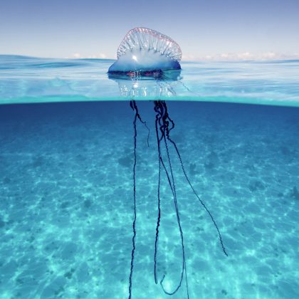 Carabelas portuguesas y medusas en Alicante: qué hacer si aparecen en la playa