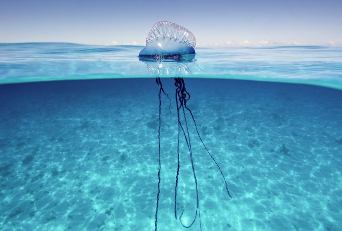 Carabelas portuguesas y medusas en Alicante: qué hacer si aparecen en la playa