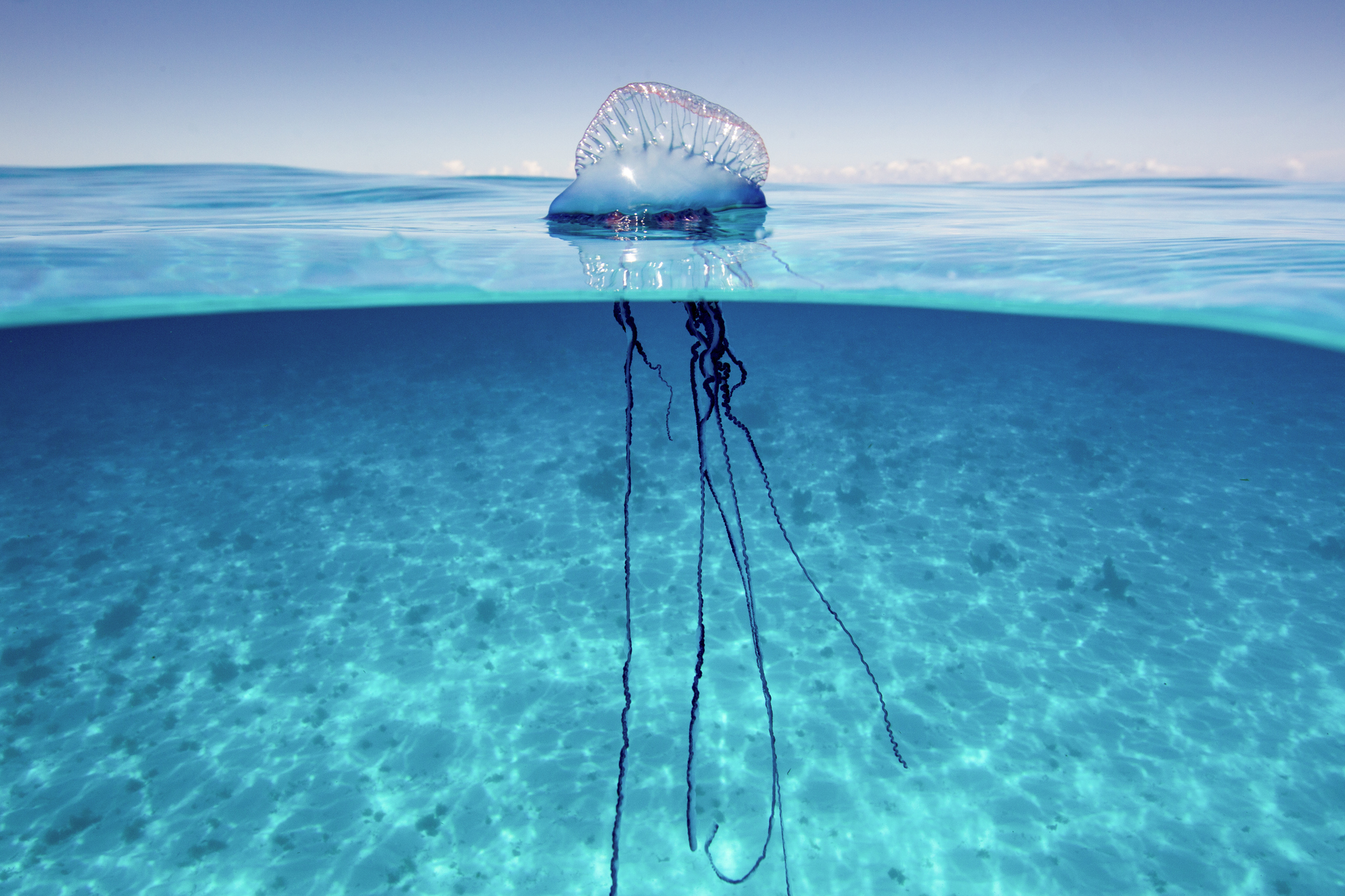 Carabelas portuguesas y medusas en Alicante: qué hacer si aparecen en la playa
