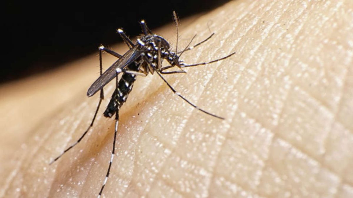 Mosquito tigre en Alicante y medidas para evitar picaduras en verano